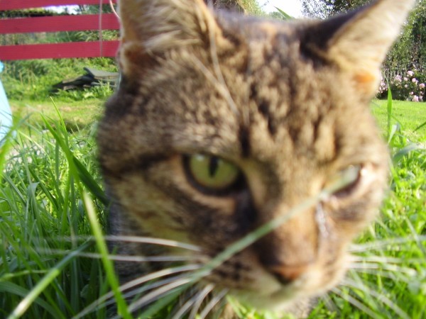 Kimba
